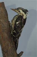 藏品(小啄木)的圖片